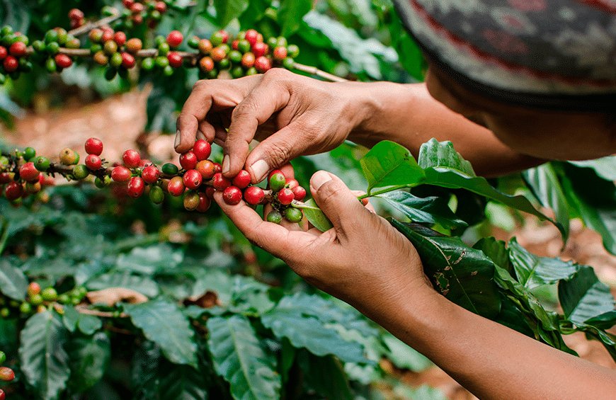 Coffea arabica e Coffea canephora: diferenças entre as espécies